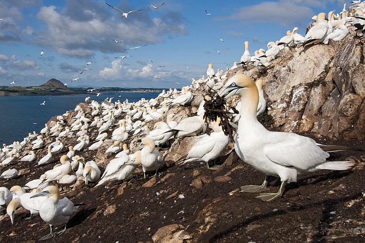 Batlpel Morus bassanus Northern Gannet